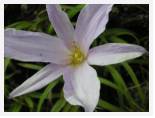 Aristea cognata - Cathedral * 2592 x 1944 * (1.94MB)